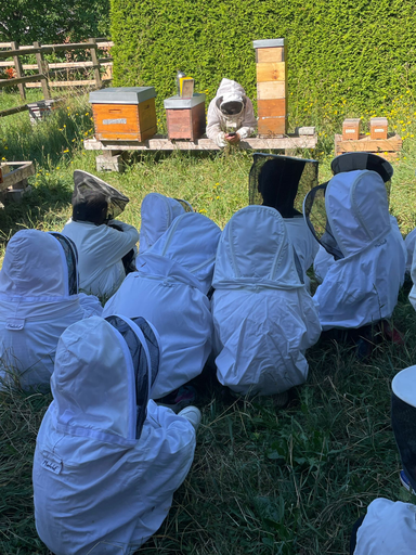 Erlebnismorgen bei den Bienen